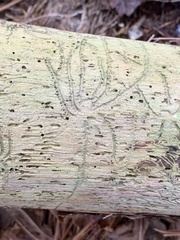 Pityogenes bidentatus