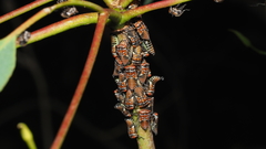 Eurymeloides punctata