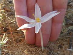 Gethyllis verticillata