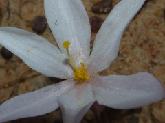 Gethyllis verticillata