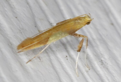 Caloptilia packardella