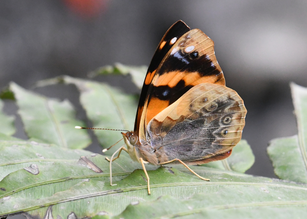 Epiphile latifasciata