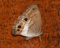 Optimandes eugenia transversa