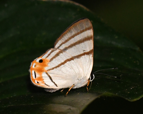 Euselasia corduena