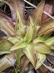 Pinguicula planifolia image