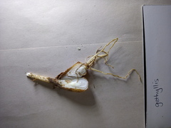 Gethyllis verticillata