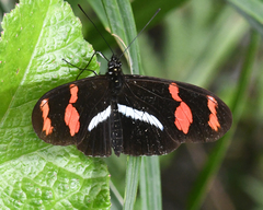 Heliconius telesiphe