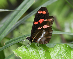 Heliconius telesiphe