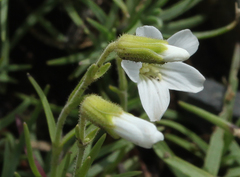 Cherleria circassica