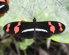 Heliconius telesiphe