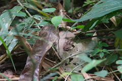 Phrynobatrachus auritus