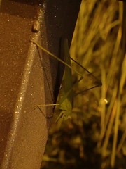 Phaneroptera sparsa