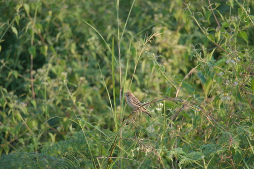 iNaturalist image