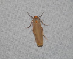 Sozusa scutellata
