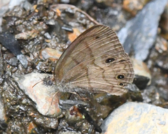 Hermeuptychia cucullina