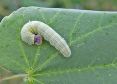 Heliopetes laviana