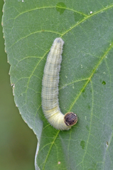 Heliopetes laviana