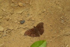 Euryphura chalcis