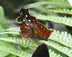 Hypanartia cinderella