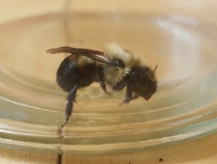 Osmia bucephala