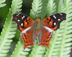 Hypanartia cinderella