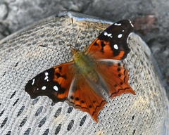 Hypanartia cinderella