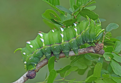 Syssphinx blanchardi