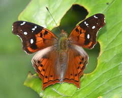 Hypanartia cinderella