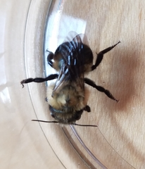 Osmia bucephala