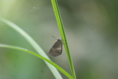 Hypophytala