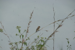 Pachyphantes superciliosus