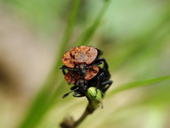 Oiceoptoma thoracicum