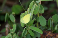 Eurema smilax