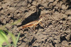 Stenocatantops vitripennis