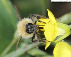 Bombus longipes