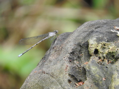 Argia tonto