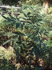 Bencomia exstipulata