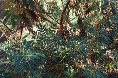 Bencomia exstipulata