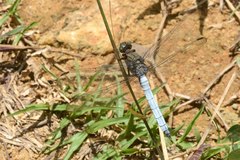 Orthetrum austeni