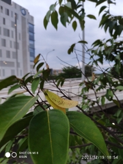 Hopea odorata
