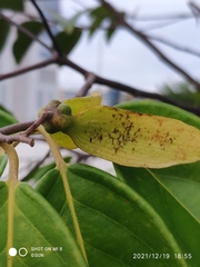 Hopea odorata
