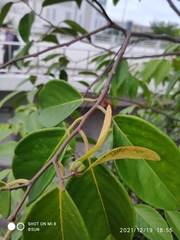 Hopea odorata