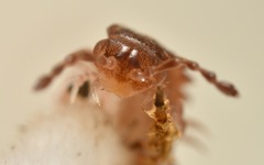 Polydesmus coriaceus