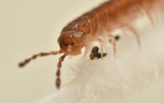 Polydesmus coriaceus