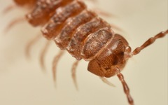 Polydesmus coriaceus