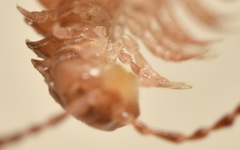 Polydesmus coriaceus