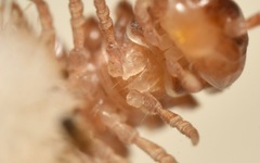 Polydesmus coriaceus