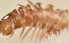 Polydesmus coriaceus