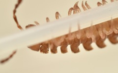 Polydesmus coriaceus