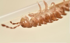 Polydesmus coriaceus